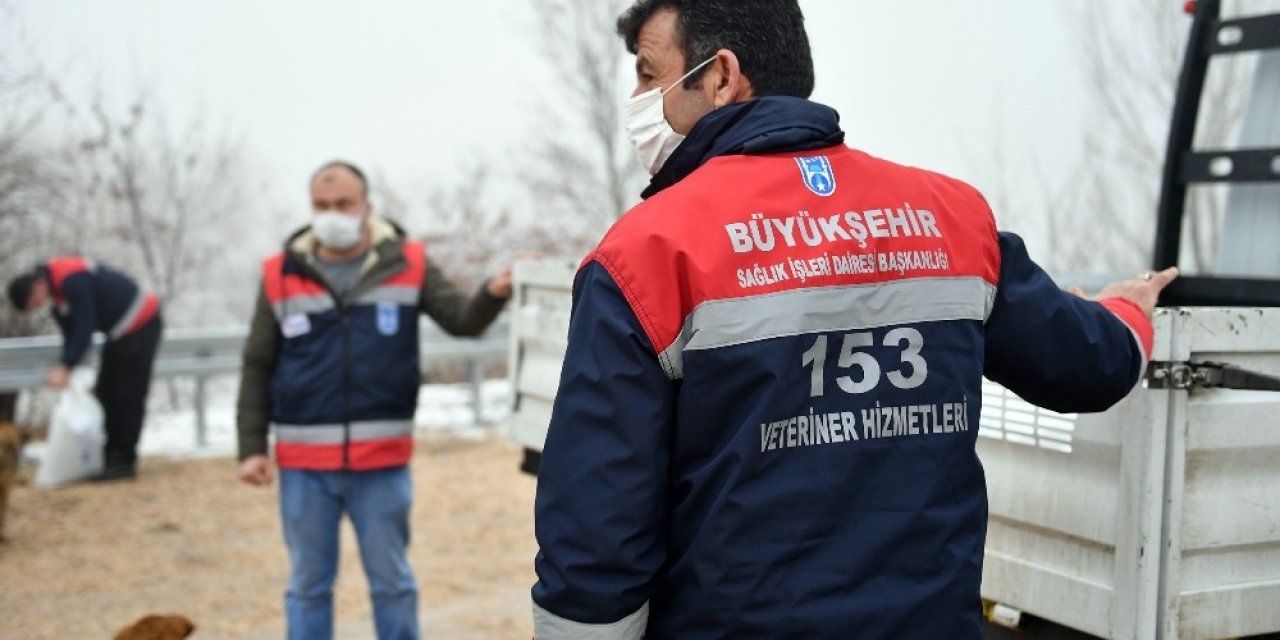 Ankara Büyükşehir Belediyesi Sokak Hayvanlarına Mama Ve Besin Desteğini Artırdı