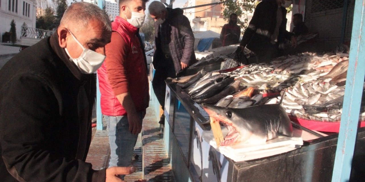 Urfalıların Köpekbalığı Şaşkınlığı