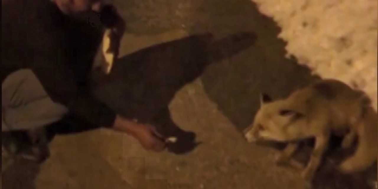 Aç Kalan Tilkiyi Elleriyle Besledi