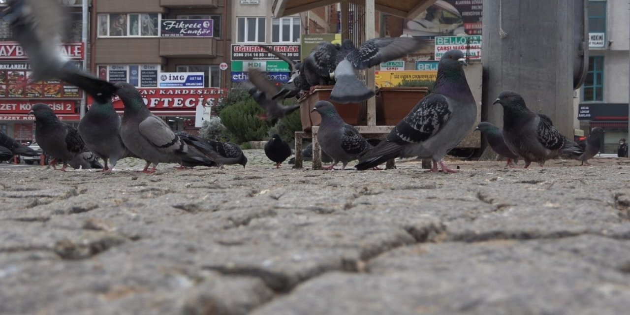 Kısıtlamada Sokaklar Hayvanlara Kaldı