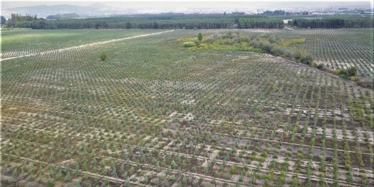 Mersin’de 2020 Yılında Bin 200 Hektar Alan Ağaçlandırıldı