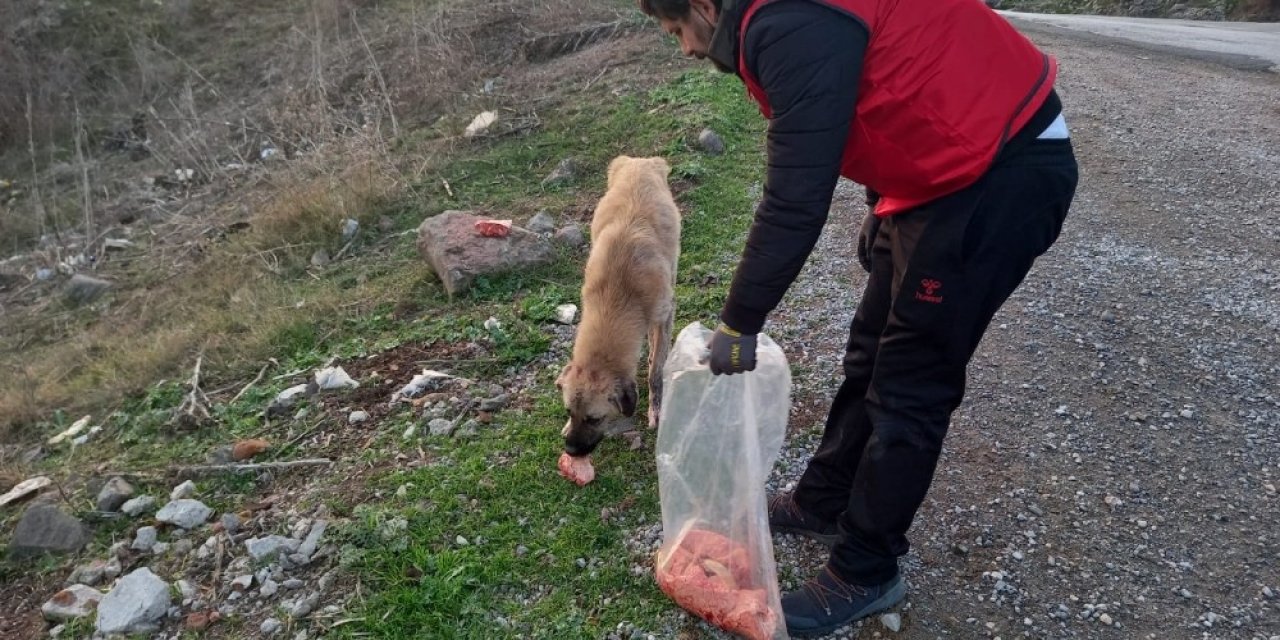 Daskut Ekibi Sokak Hayvanlarını Besledi