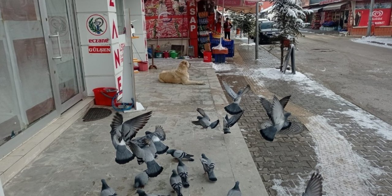 Sokağa Çıkma Kısıtlamasında Güvercinleri Beslediler