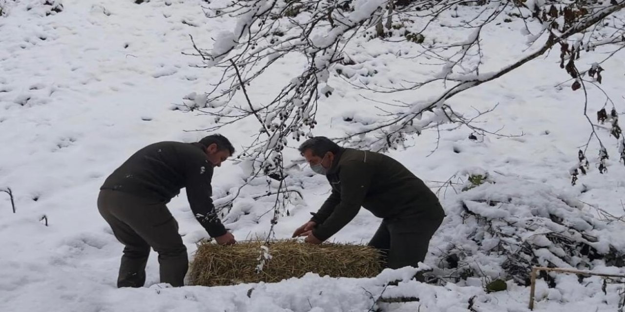 Artvin’de Çetin Kış Şartları Nedeniyle Yaban Hayvanları İçin Doğaya Yem Bırakıldı