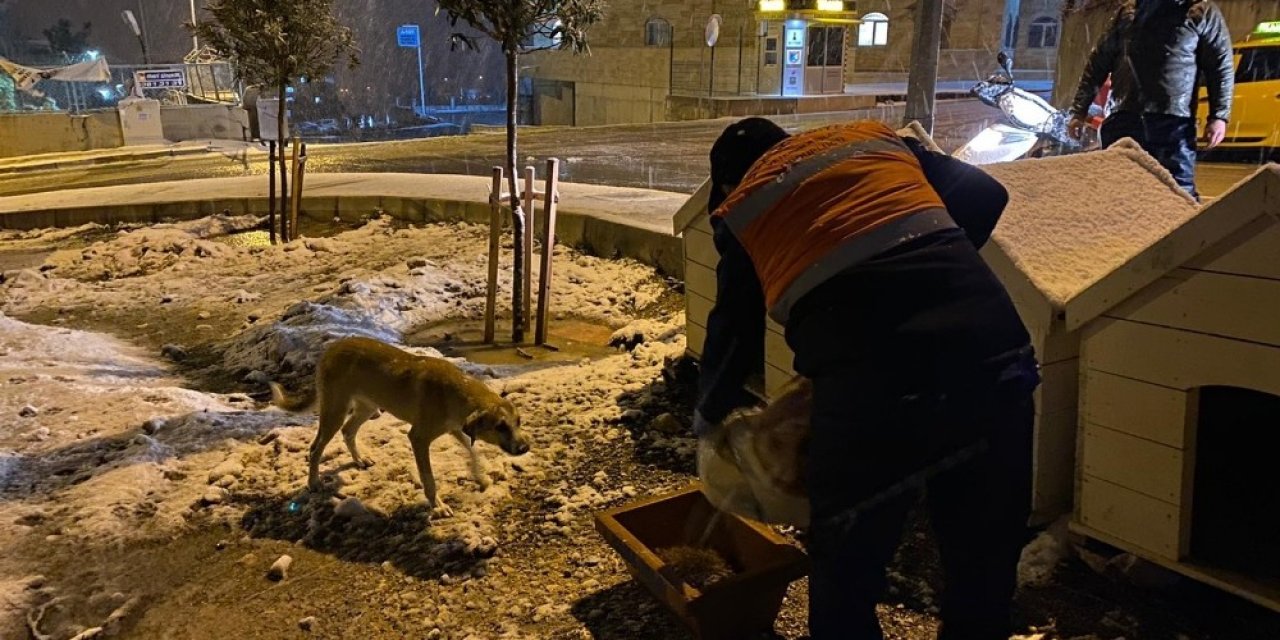 Buca Belediyesi, Soğuk Havalarda Minik Dostlarını Unutmadı