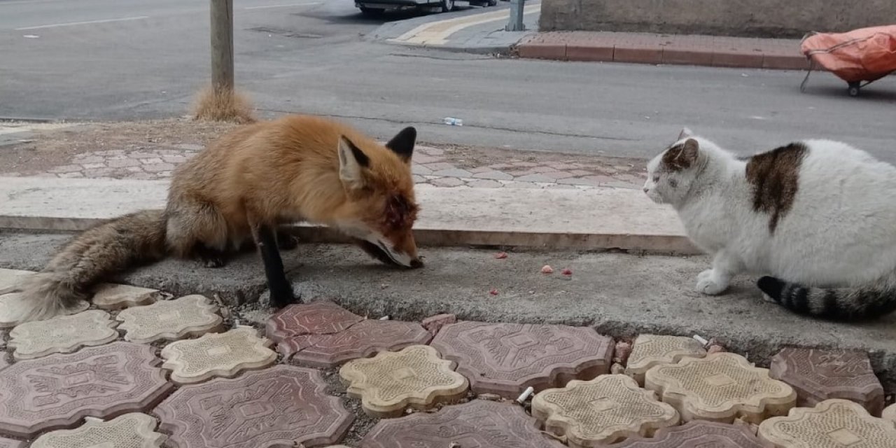 Tilkiyi Sokak Kedisi Gibi Beslediler