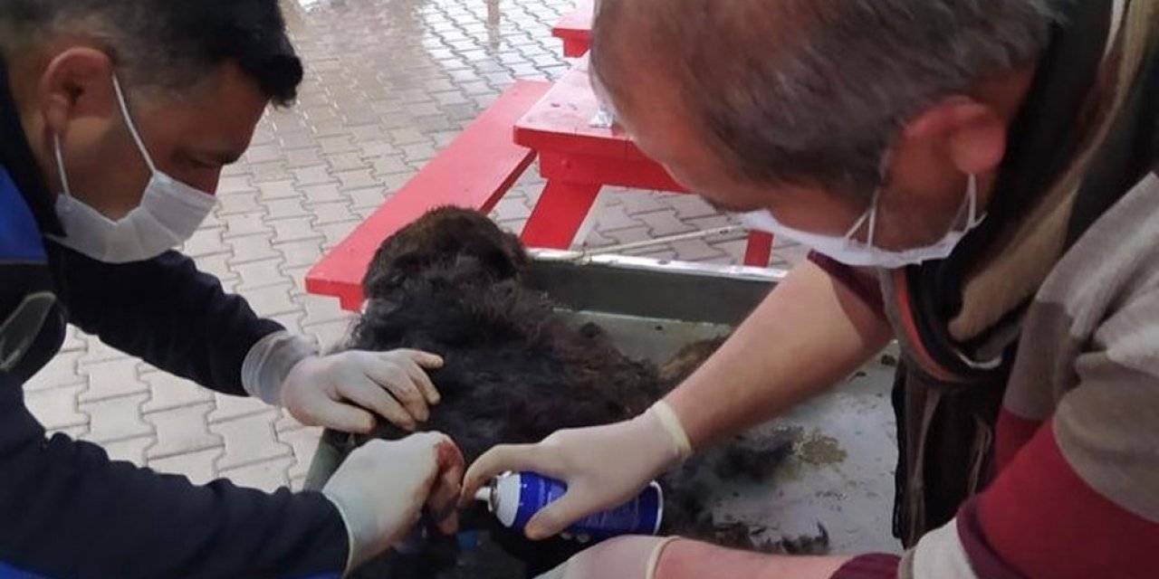 Yaralı Köpek Tedavi Edilerek Koruma Altına Alındı