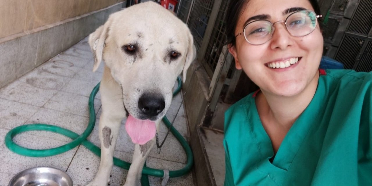 Umut Kesilen Köpeği Veterinerler Hayata Döndürdü