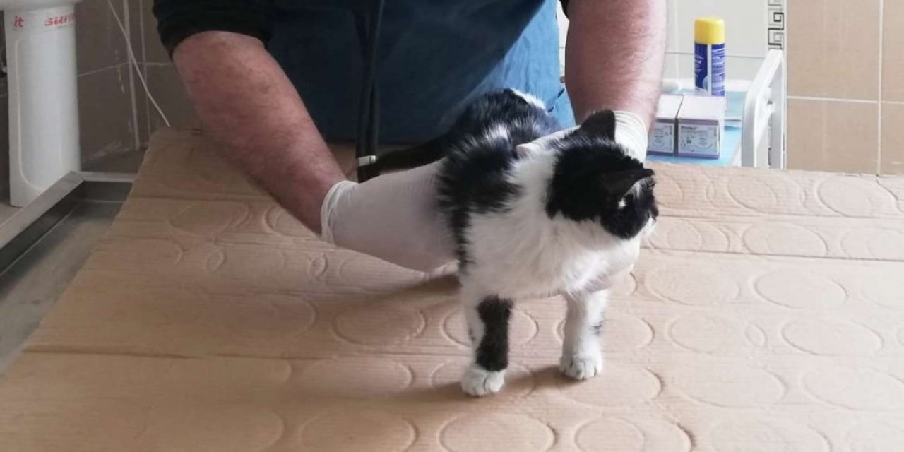 6 Katlı Binadan Düşen Yavru Kedi Hayata Tutundu
