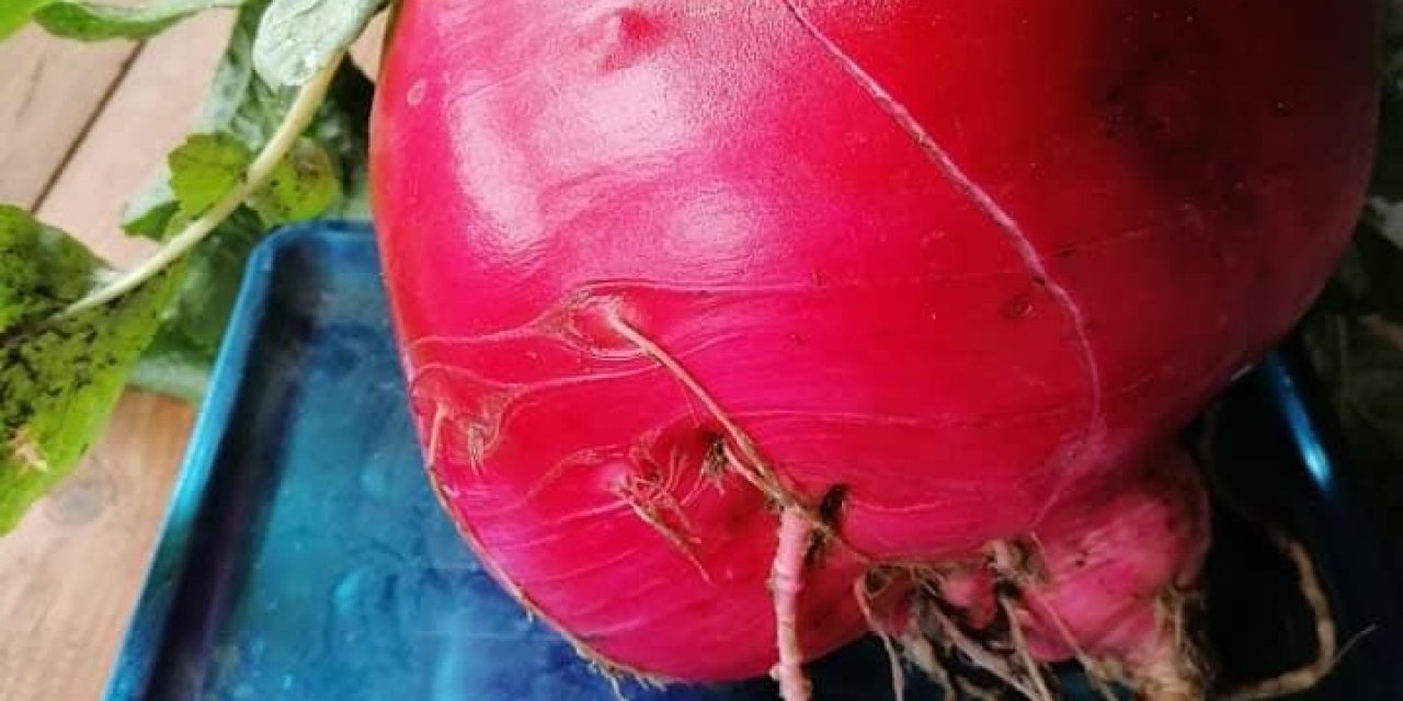 6,5 Kiloluk Turp Şaşırttı