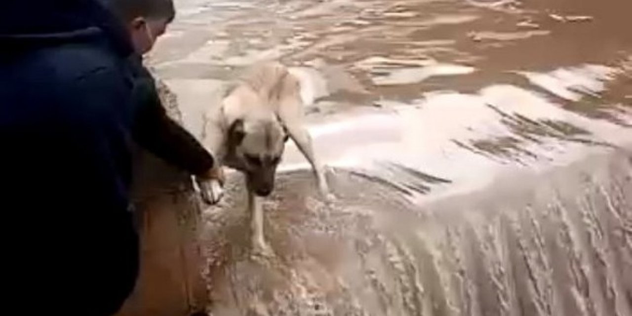 Su Bendinde Mahsur Kalan Köpeği Canları Pahasına Kurtardılar