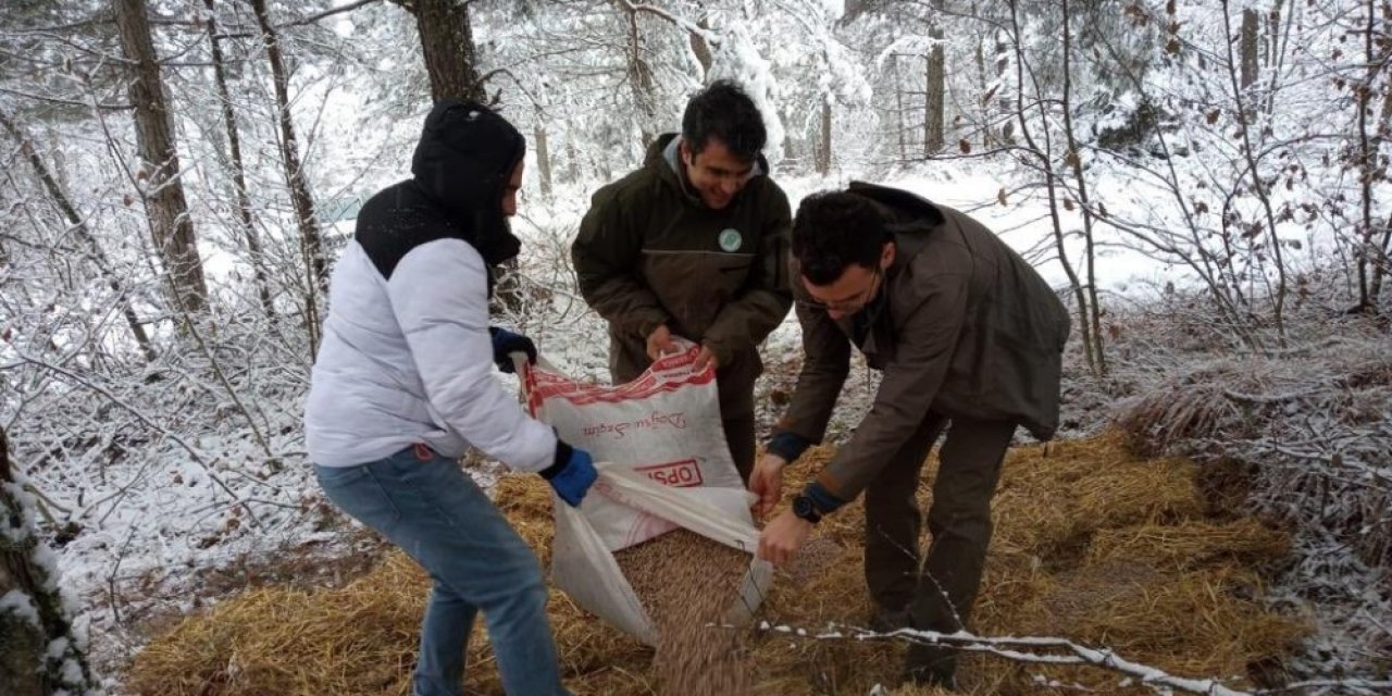 Bolu’da Yaban Hayvanları İçin Ormanlara Yem Bırakıldı