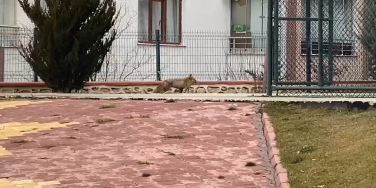 Elazığ’da Tilki Şehre İndi, Site Bahçesinde Gezdi