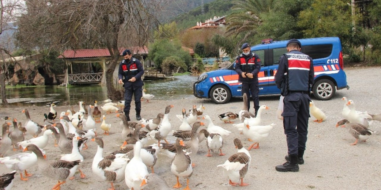 Azmak’taki Ördekleri Jandarma Besledi