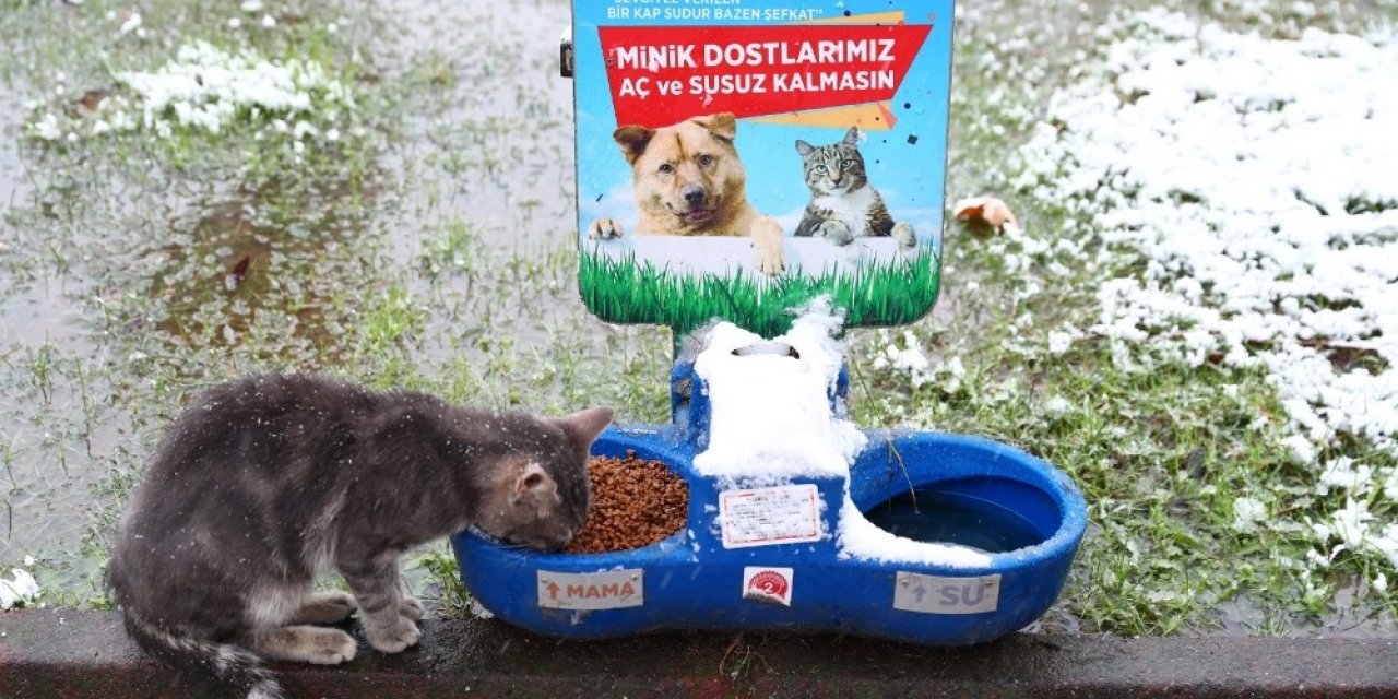 Bağcılar Belediyesi Sokak Hayvanları İçin Seferber Oldu