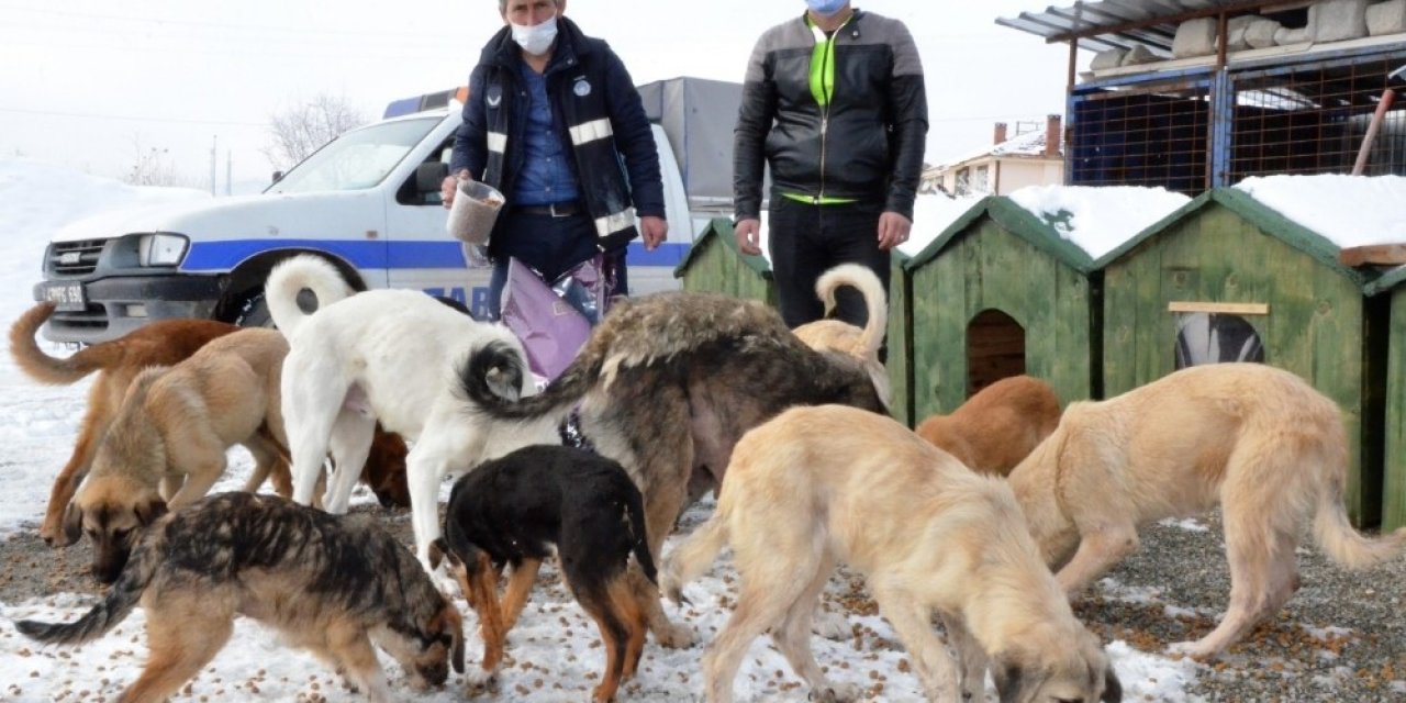 Belediye, Karda Sokak Hayvanlarını Unutmadı