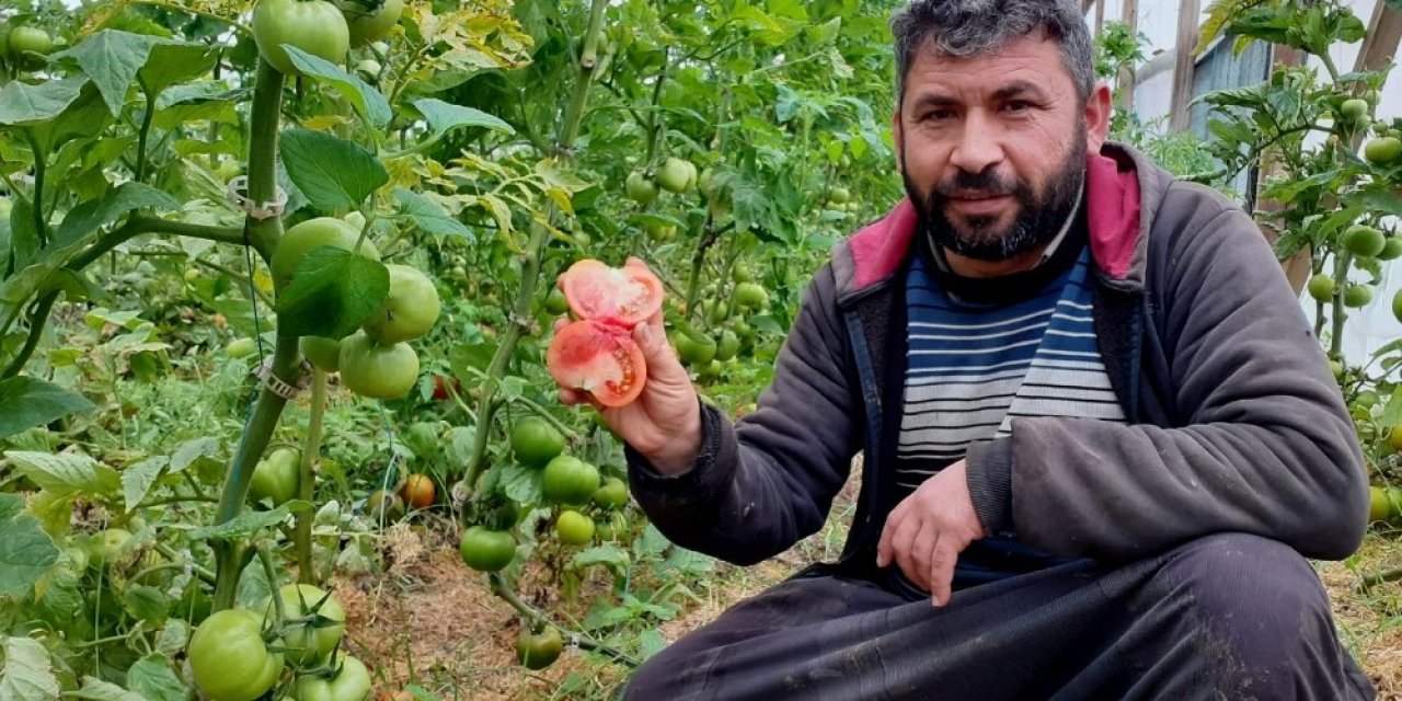Kendi İmkanıyla Kurduğu Serada Organik Domates Yetiştiriyor