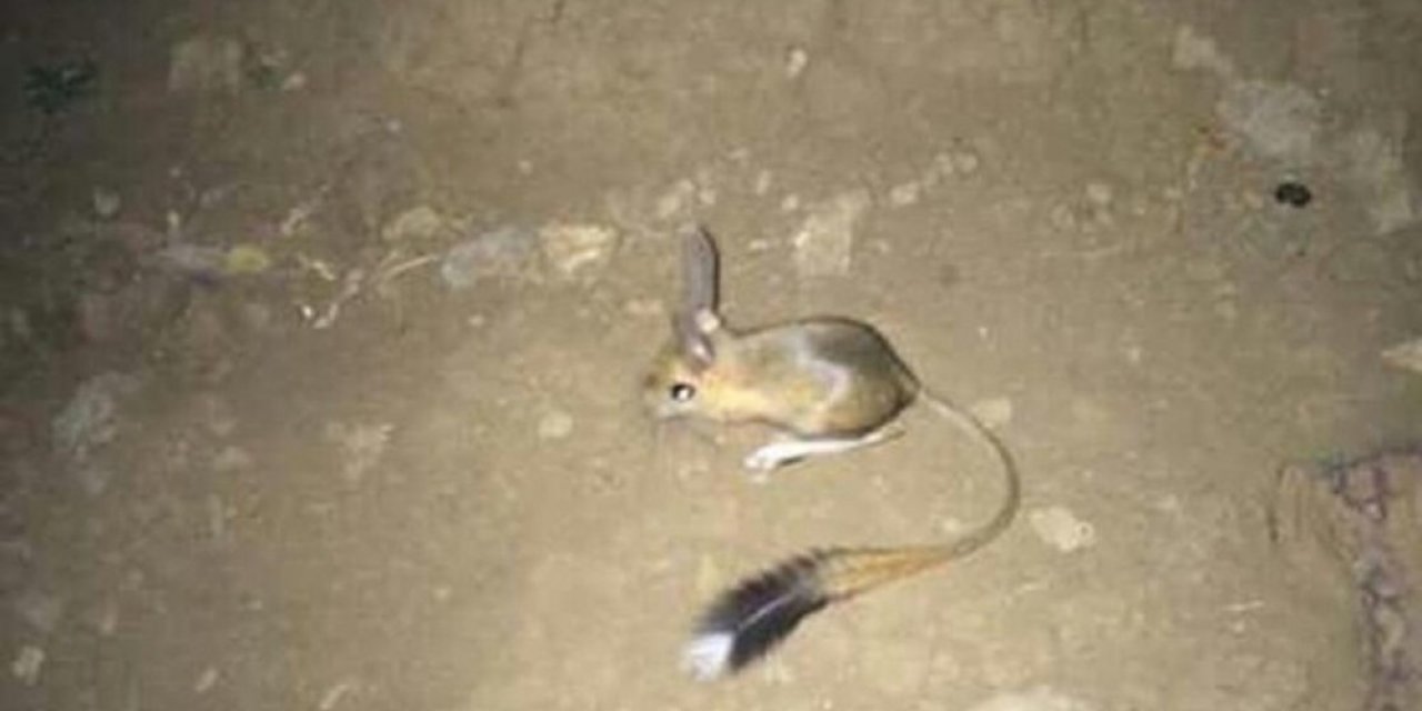 Şırnak’ta Iucn’nin ’kırmızı’ Listesinde Bulunan Arap Tavşanı Görüntülendi