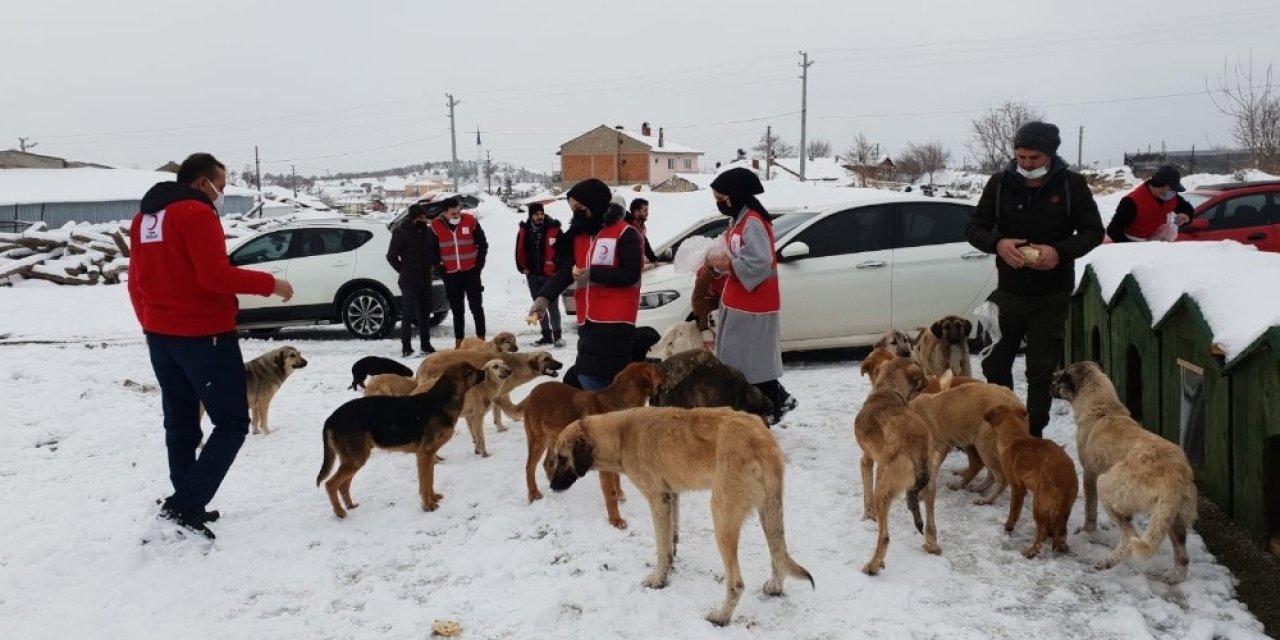 Sokak Hayvanları İçin Seferber Oldular