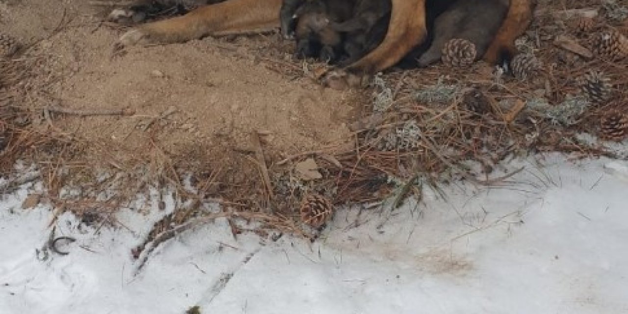 Kurt Köpeği Yavruları Donmaktan Son Anda Kurtarıldı