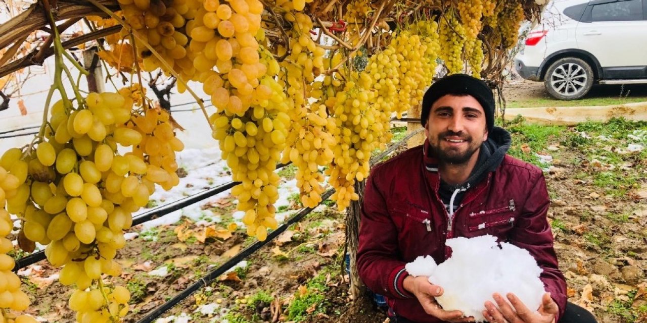 Sarıgöl’de Kar Altında Üzüm Hasadı