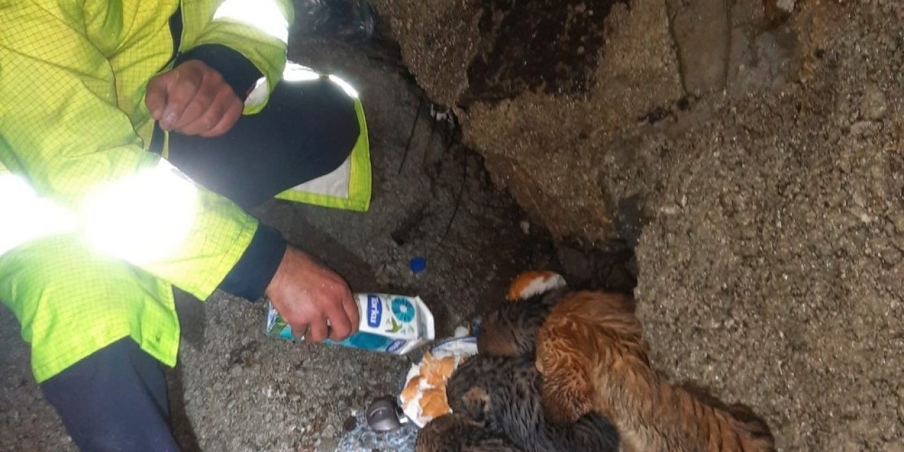 Derede Mahsur Kalan Köpekleri İtfaiye Kurtardı