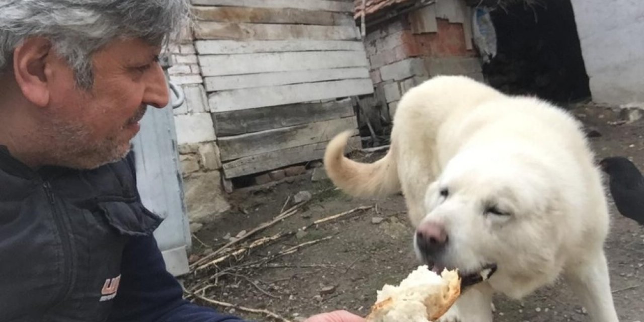 Hayırsever Fırıncı Sokak Hayvanlarını Besliyor