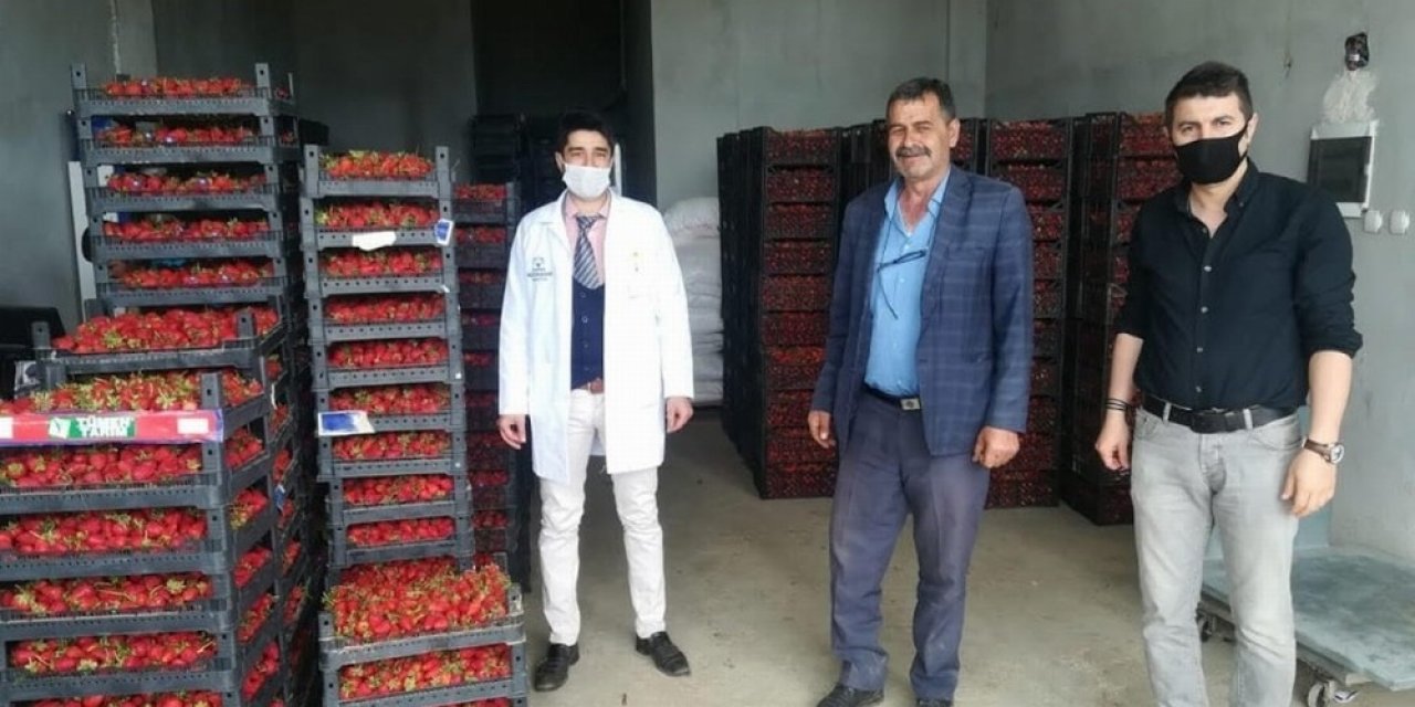 Hüyük’ün Organik Çileği Kışın Da Üretiliyor