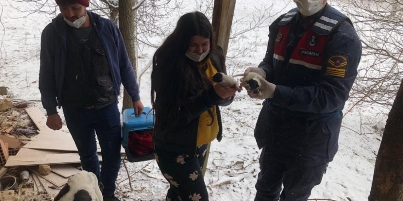 Karda Mahsur Kalan Köpeklerin İmdadına Jandarma Yetişti