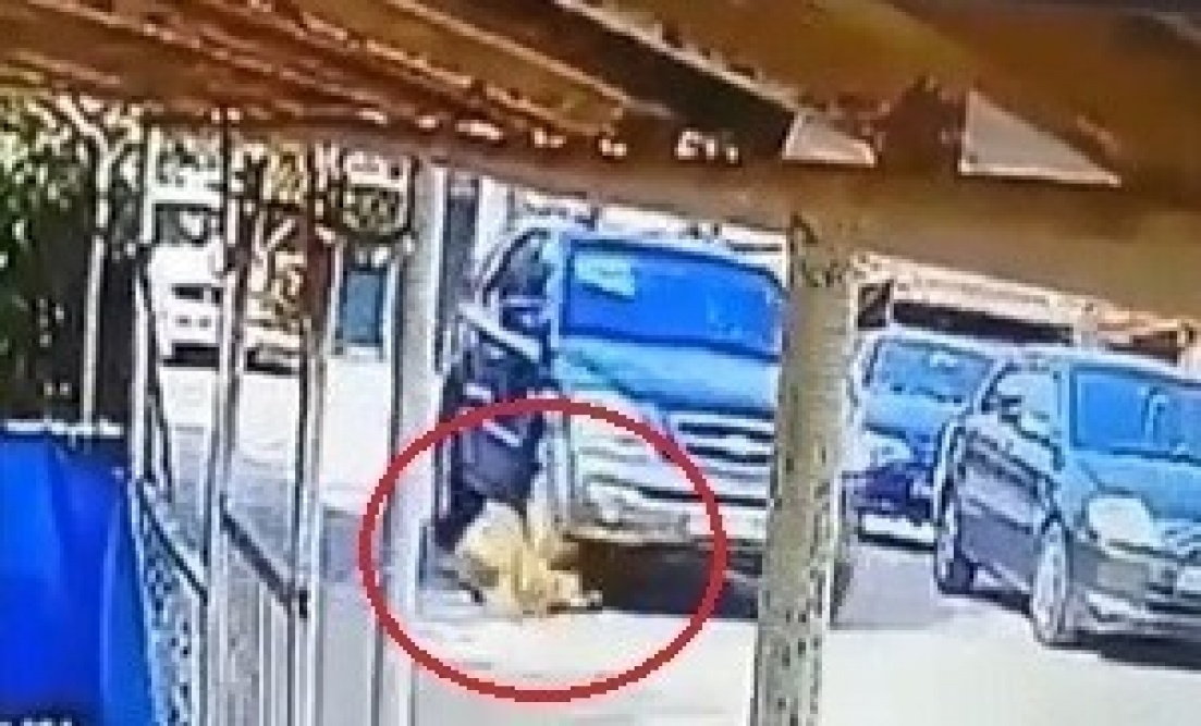 Sokak ortasında yatan bir köpeğin üzerinden geçerek ölümüne neden oldu