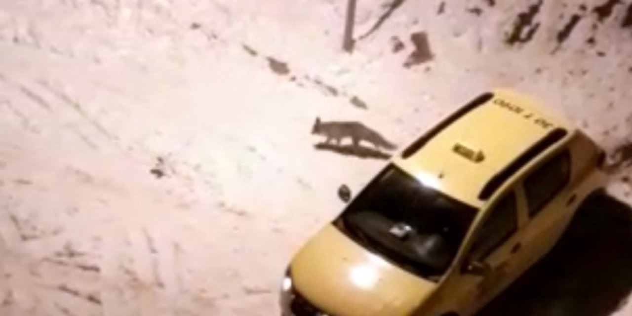 Aç Kalan Tilkinin Yiyecek Bulma Telaşı