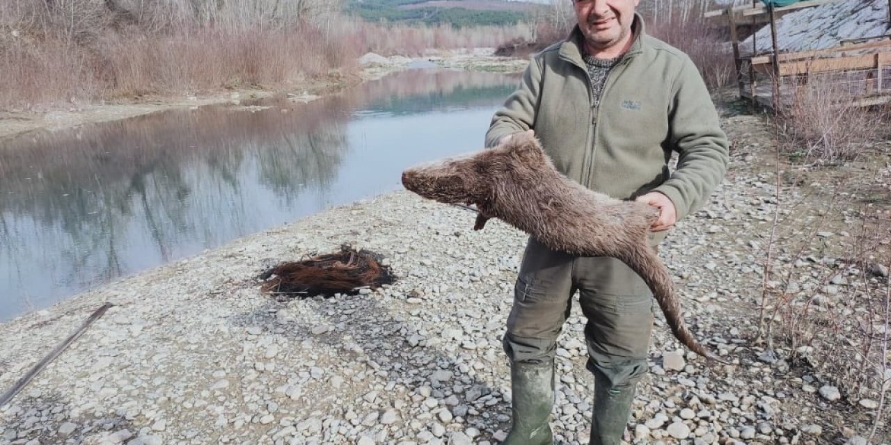 Nesli Tükenmekte Olan Su Samurunu Tüfekle Vurdular