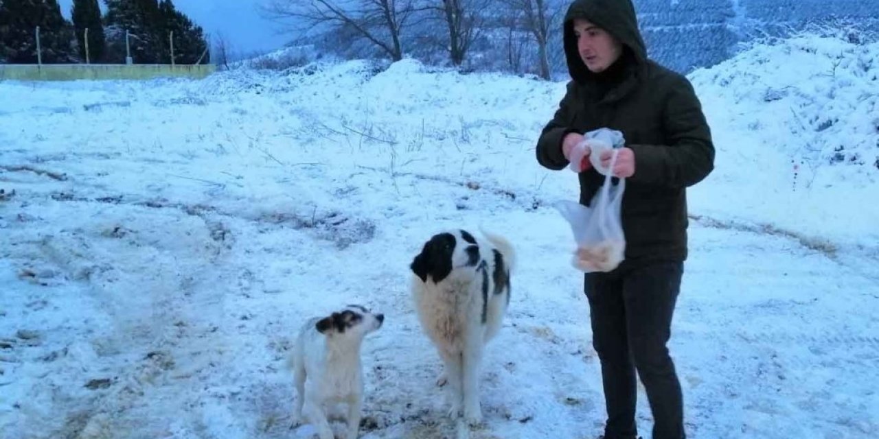 Erdek’te Sokak Hayvanları Unutulmadı