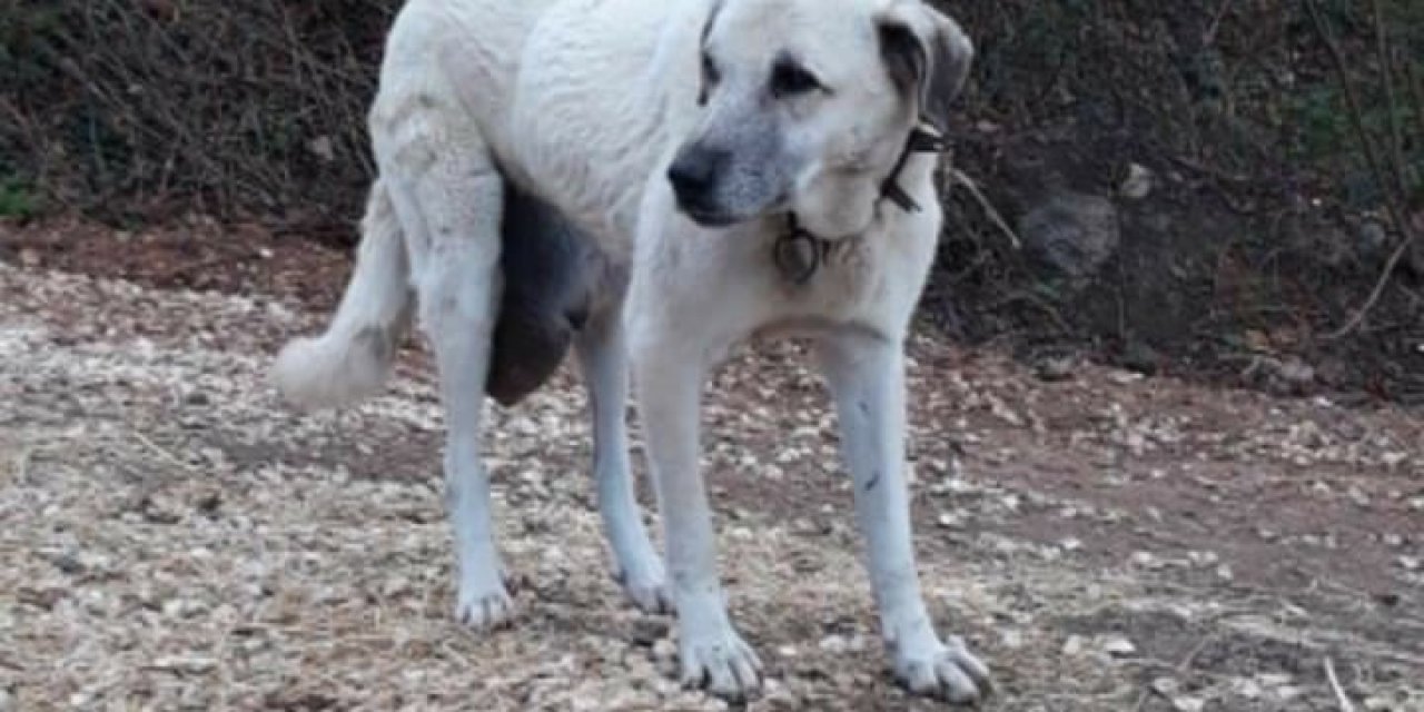Köpekteki 3 Kilogramlık Tümör, Cerrahi İşlemle Alındı