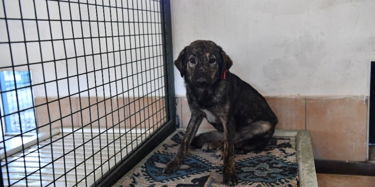 Barınakta Kedi Ve Köpeklere Isıtıcılı Koruma