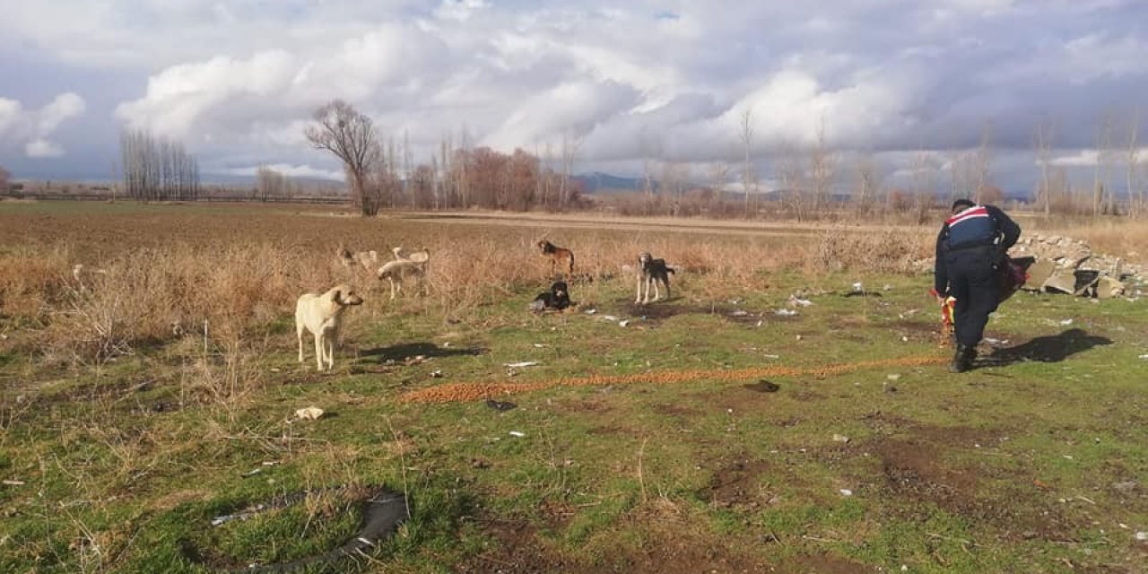 Kaymakamlıktan Sokak Hayvanları İçin Çağrı