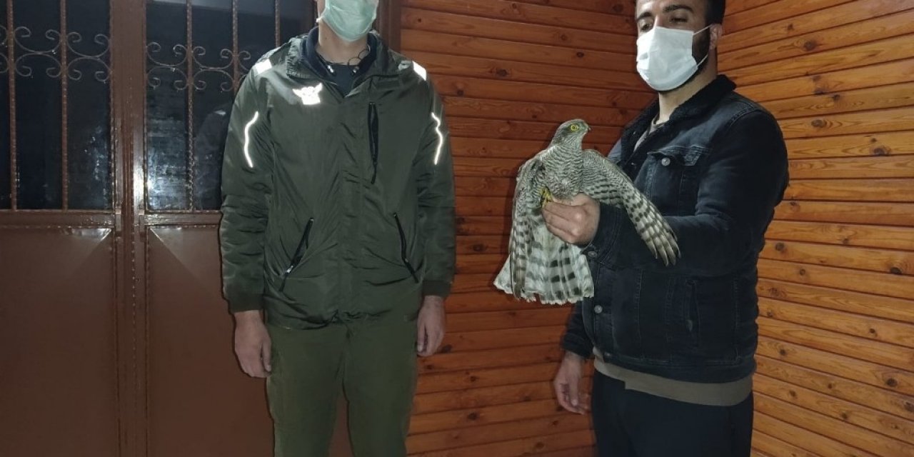 Evinin Önünde Yaralı Atmaca Buldu