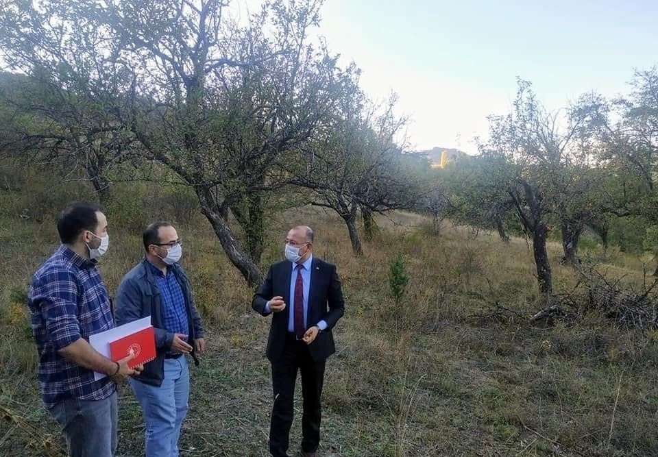 150 yıllık olan ve halen meyve veren Küreci cinsi elma ağaçları koruma altına alınacak