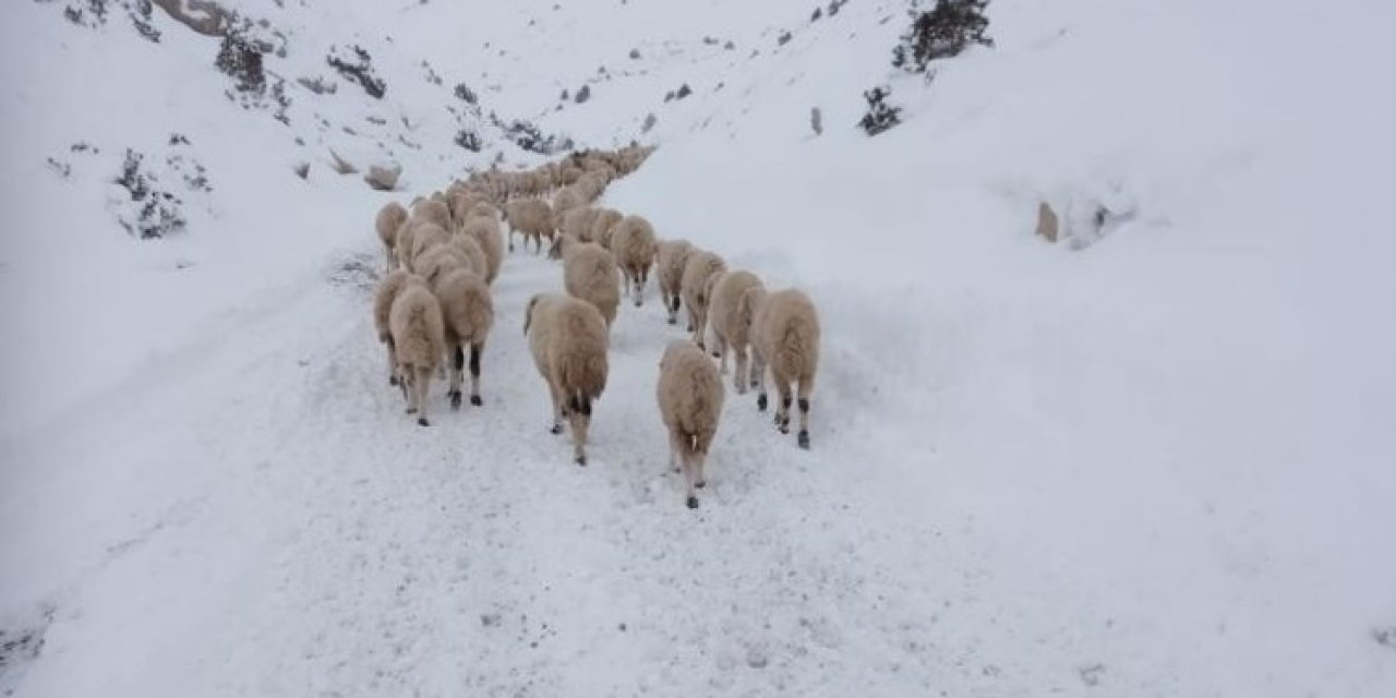 Yaylada Mahsur Kalan 4 Çoban Ve 2 Bin Küçükbaş Hayvan Kurtarıldı
