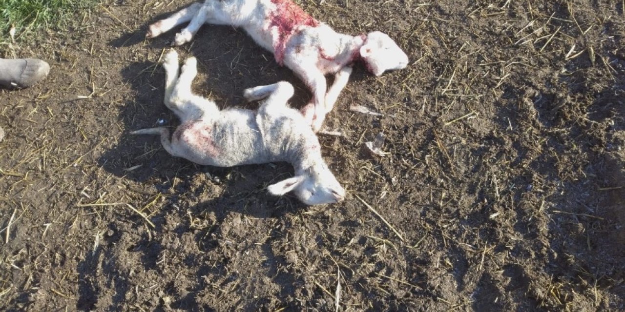 Çoban Köpeği Bağlı Olunca Sokak Köpekleri 2 Kuzuyu Parçaladı