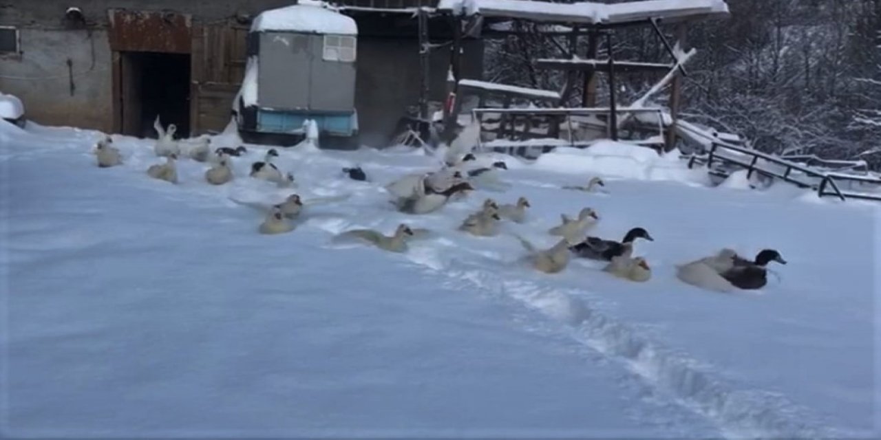 Kaz Ve Ördeklerin Gülümseten Kar Sevinci