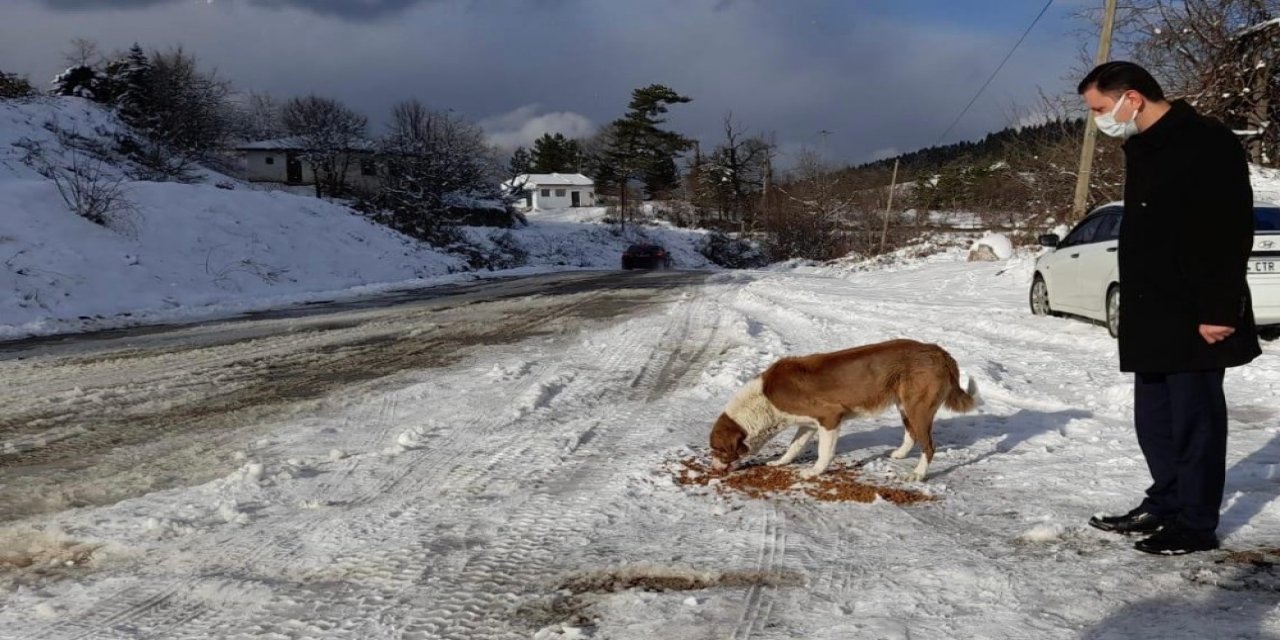 Sinop İl Özel İdare Sokak Hayvanlarını Unutmadı