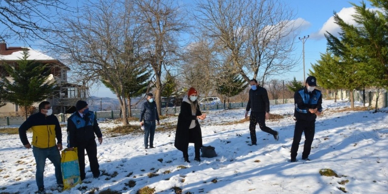 Fatsa Belediyesi Doğaya Kuşlar İçin Yem, Sokak Hayvanları İçin Mama Bıraktı