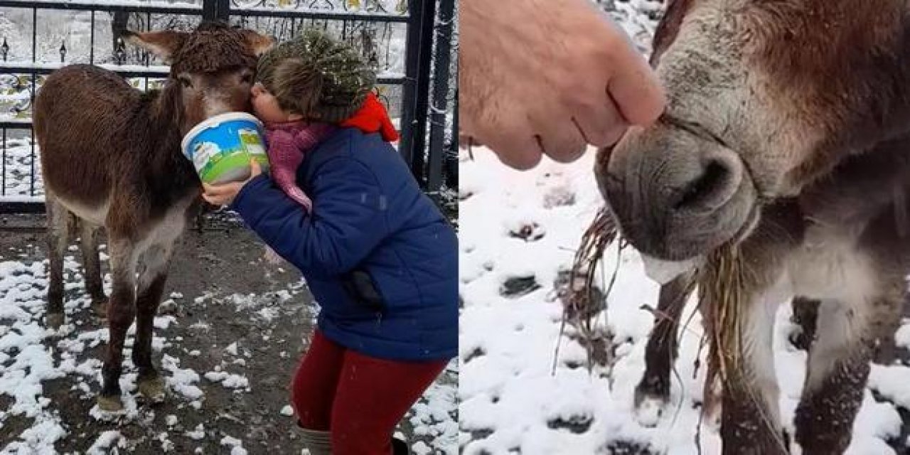 Eşeğin Ağzını Telle Bağlayıp Kar Altında Ölüme Terk Ettiler