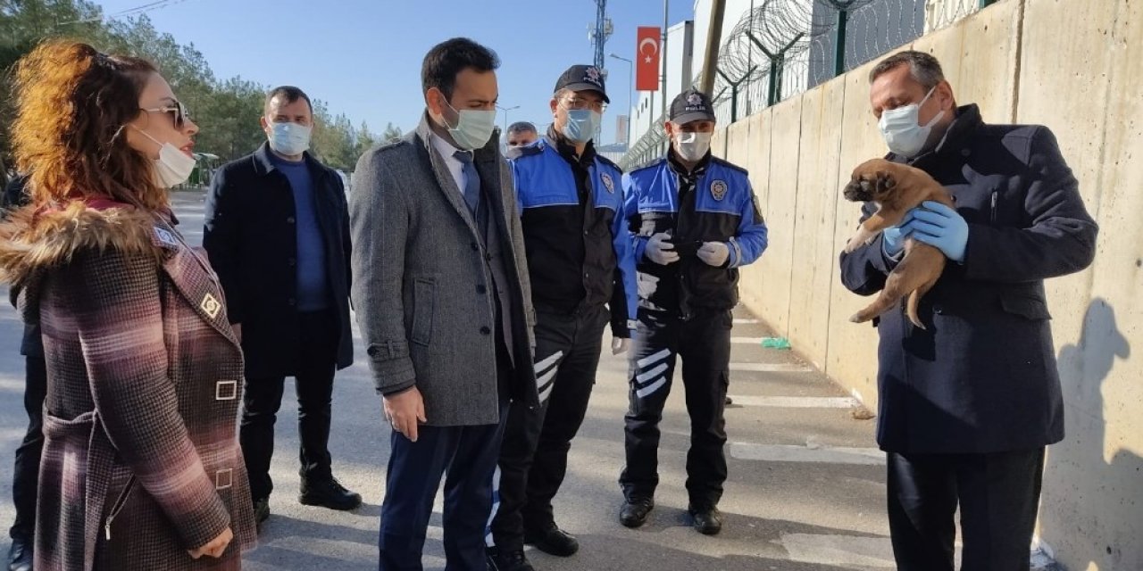 Sokak Hayvanlarına Mama