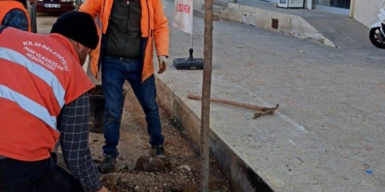 Kesilen Ağacın Yerine Yenisi Dikildi