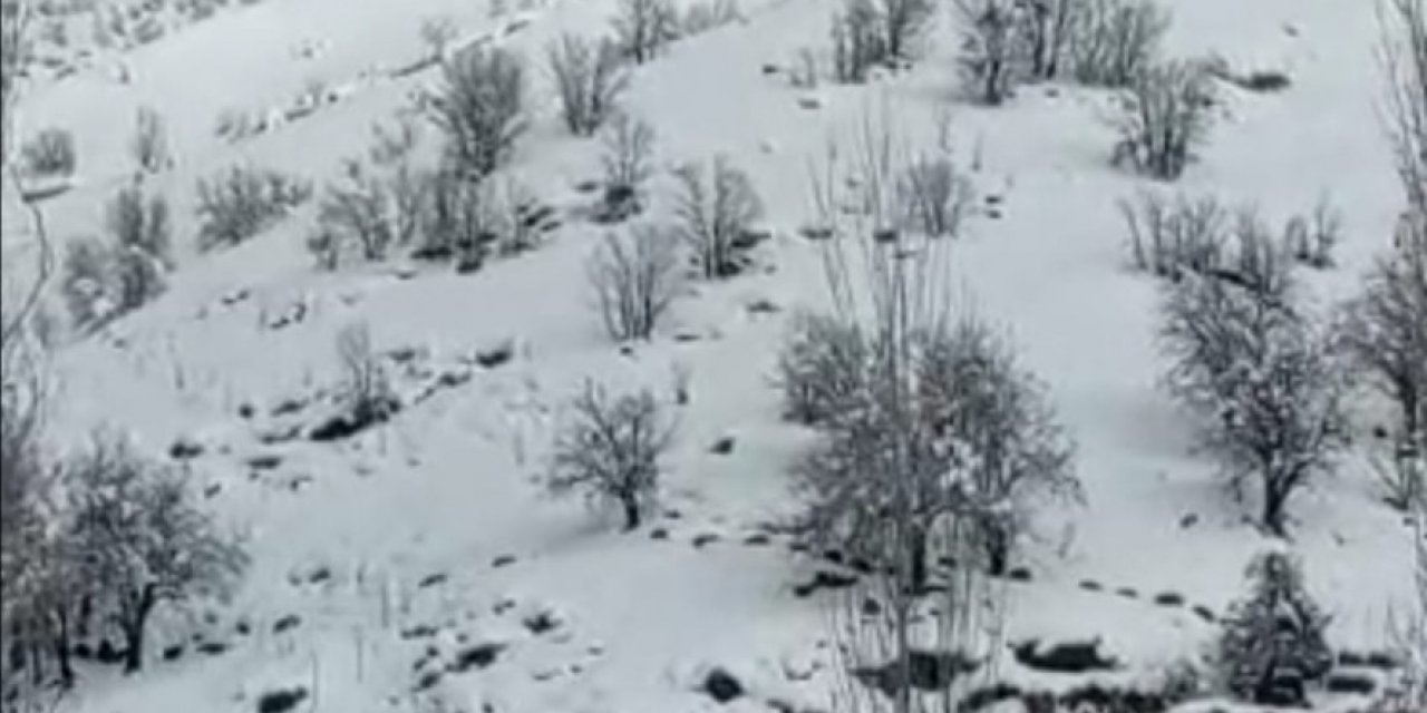 Çukurca’da Yabani Domuz Sürüsü Görüntülendi