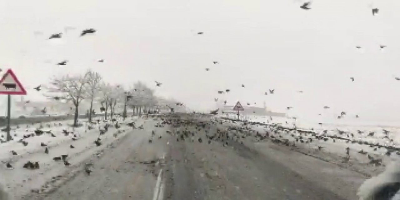 Diyarbakır’da Aç Kalan Kuş Sürüleri Yollara İndi