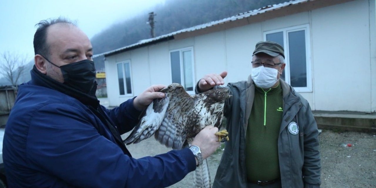 Kastamonu’ Da Yaralı Halde Bulunan Şahin Tedavi Altına Alındı