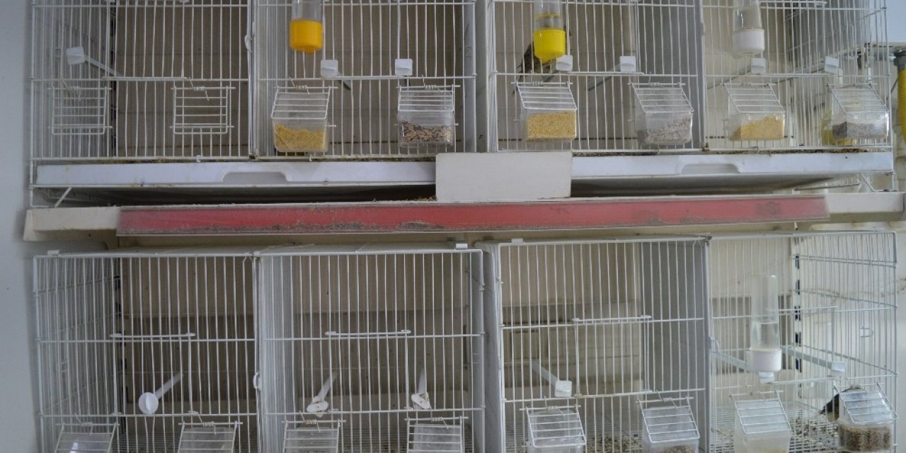 Petshoplarda Satacak Kuş Kalmadı
